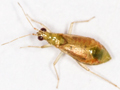 Dicyphus pallicornis